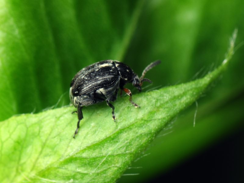 Bruchus atomarius (Linnaeus, 1761)